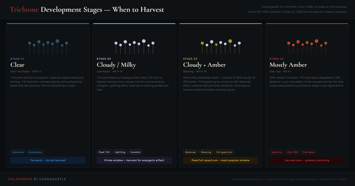 Cannabis trichome development stages chart showing four stages — clear trichomes for immature harvest, cloudy milky white for peak THC energetic effect, mixed cloudy and amber for full-spectrum balanced harvest, and mostly amber for sedative CBN-dominant late harvest